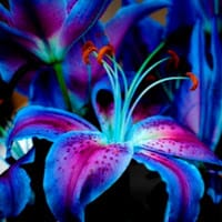 sofia caviedes barrera