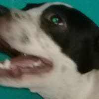 rmae saget
