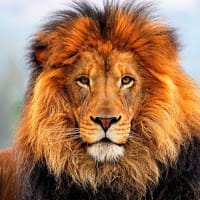 Johny Hanns