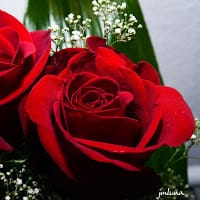 Rosas Rosa