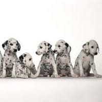 ursula duarte montero