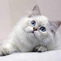 Luu u