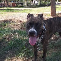 PITBULL malo