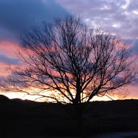 Francisco Manrique Sanchez