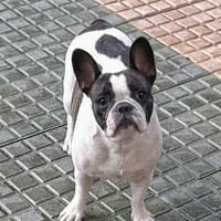 Nicolas Solomando