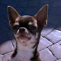 joyas del estrecho chihuahuas