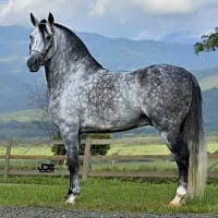 vidos. mexicanos de. la. familia