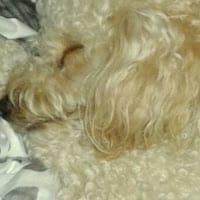 Ema Dolores Lodeiro Macia