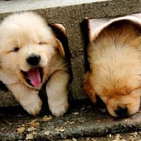 Ignacia Flores Sittler