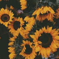 Juliette Adriana Collins