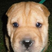 jose roberto distefano