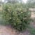 huerta periana