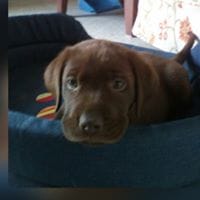 Perezlopezsalvame65@gmail.com Perez Lopez