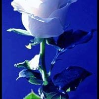 Dulce Maria Delgado Luna