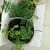jardin en casa plantas y animales