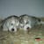 Alamina Siberians