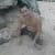 johnny flores