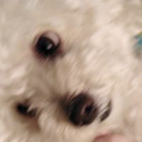 Nicholas Nomura Rodriguez