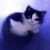 Nohe Kitti