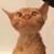 untitled pizza account