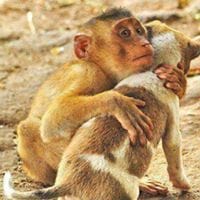 Cajamarquino Cubero