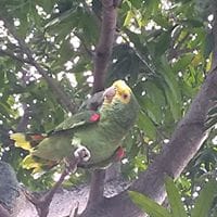 ivan  antonio valenzuela perez