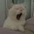 Chat Rosé