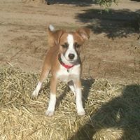 Antonio González Duran