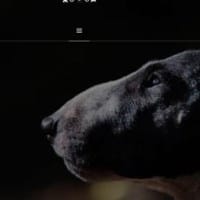 Terrier Page