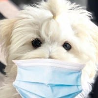 Bichon Maltes