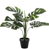Deco Plant