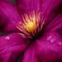 Aurora Verdugo Ribas