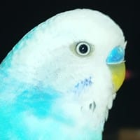 Pk pic
