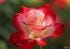 bessie_22