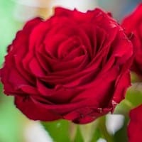Flor Nacional