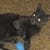Feral Friends Animal Org., E. Spain Shell