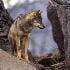 canis_lupus