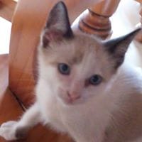 Irene Infantes
