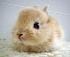 caty342