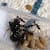 ant soci
