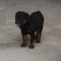 Chelo Cortes Castrejon