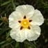 cistus01