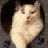 Windor El Gato