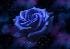 darsha