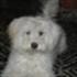 Carla Giletta Ettorre