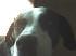 doguero