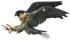 falconm