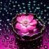 flores440