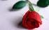 flower25