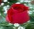 ghinna